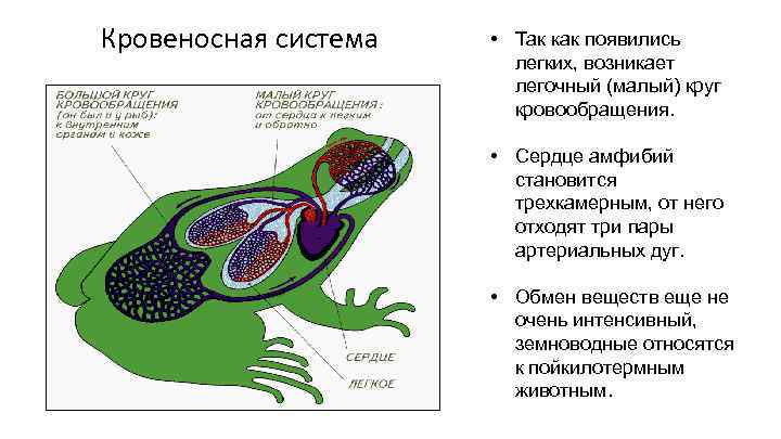 Малый круг у земноводных