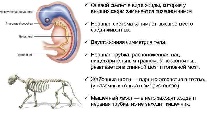 Отсутствие хорды и нервной трубки характерно для