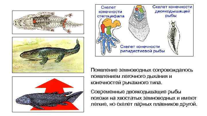 Конечности рыб. Дыхательная система двоякодышащих рыб. Механизм дыхания двоякодышащих рыб. Двоякодышащие рыбы внешнее строение. Анатомия двоякодышащих рыб.