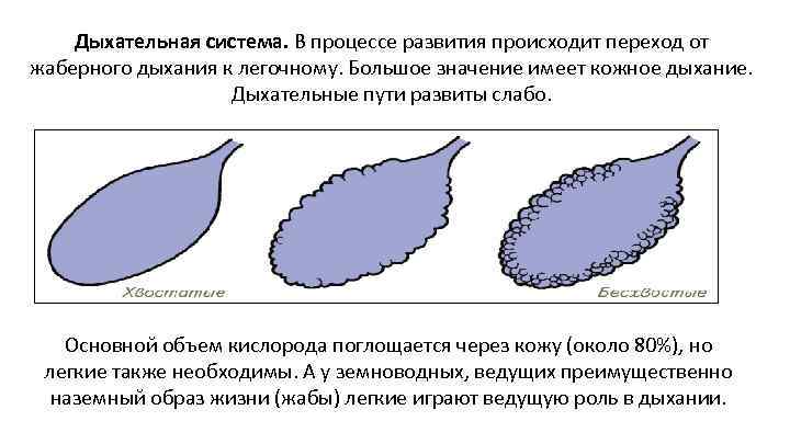 Дыхательная система. В процессе развития происходит переход от жаберного дыхания к легочному. Большое значение