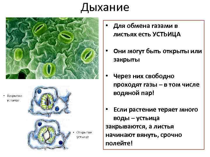 Дыхание • Для обмена газами в листьях есть УСТЬИЦА • Они могут быть открыты