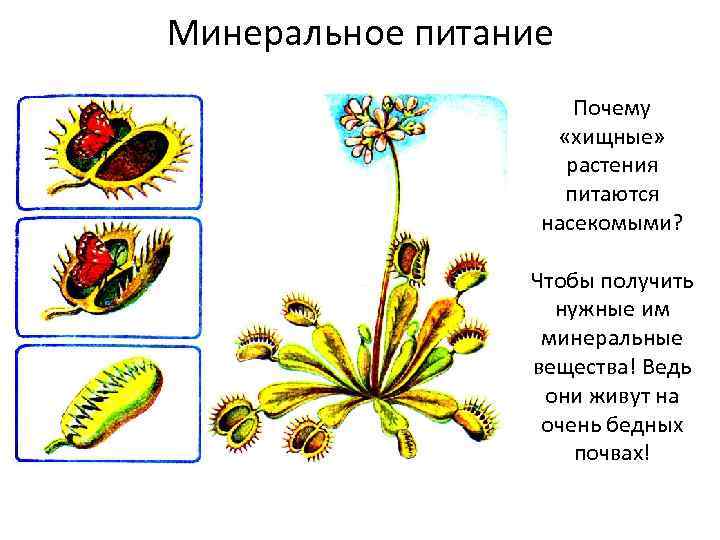 Ископаемые формы растений и животных. Минеральное питание растений. Минеральное питание растений схема. Минеральное питание рисунок. Какое простейшее может питаться как растение.