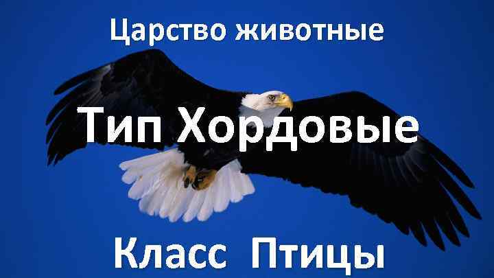 Царство животные Тип Хордовые Класс Птицы 