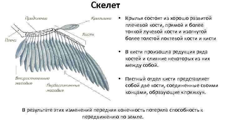 Скелет • Крылья состоят из хорошо развитой плечевой кости, прямой и более тонкой лучевой