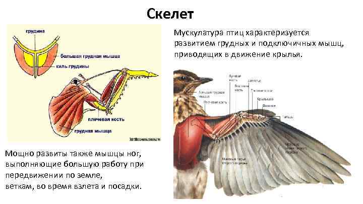 Скелет Мускулатура птиц характеризуется развитием грудных и подключичных мышц, приводящих в движение крылья. Мощно