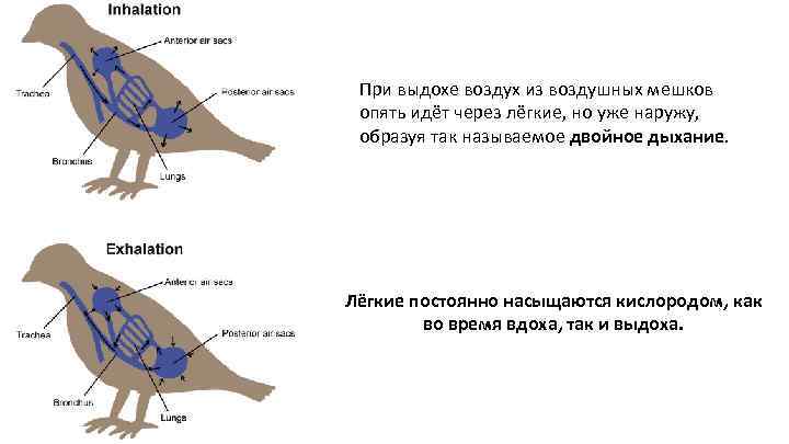 При выдохе воздух из воздушных мешков опять идёт через лёгкие, но уже наружу, образуя