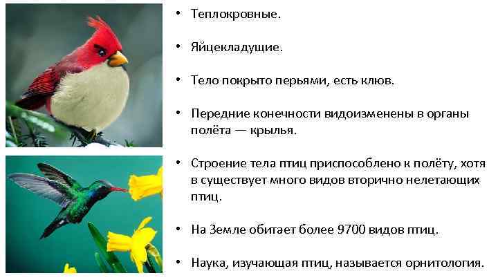  • Теплокровные. • Яйцекладущие. • Тело покрыто перьями, есть клюв. • Передние конечности