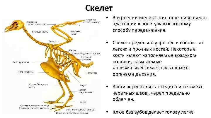 Скелет • В строении скелета птиц отчетливо видны адаптации к полету как основному способу