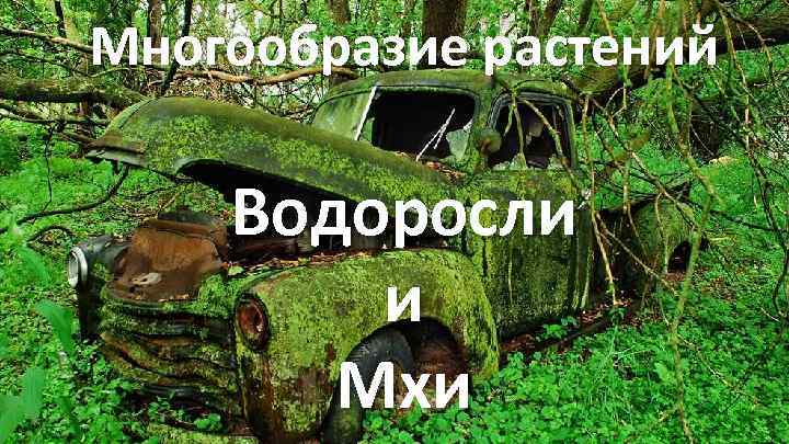 Многообразие растений Водоросли и Мхи 