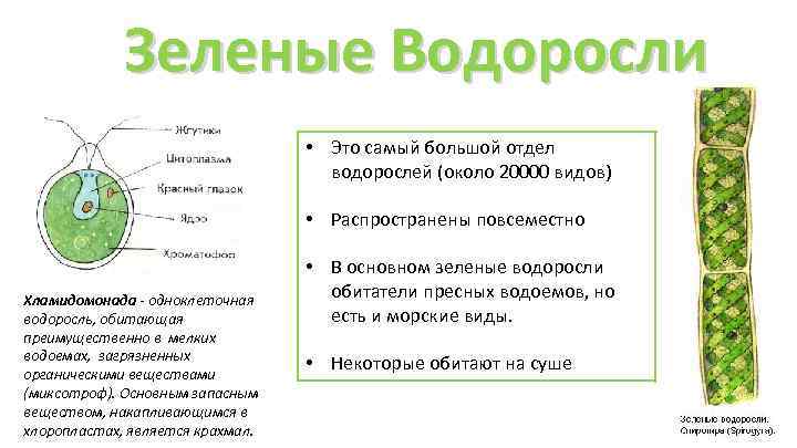 Зеленые Водоросли • Это самый большой отдел водорослей (около 20000 видов) • Распространены повсеместно