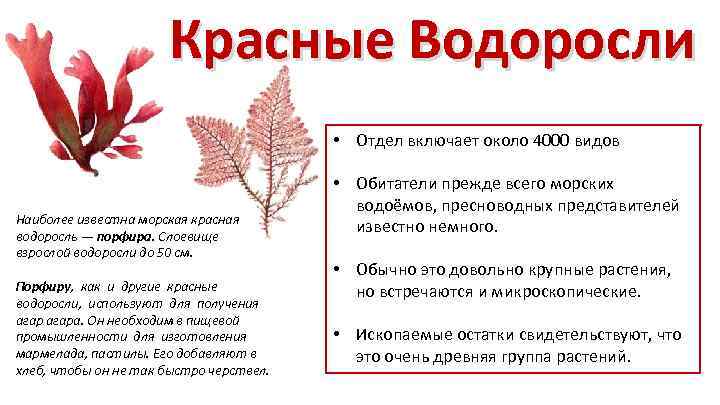 Красные Водоросли • Отдел включает около 4000 видов Наиболее известна морская красная водоросль —