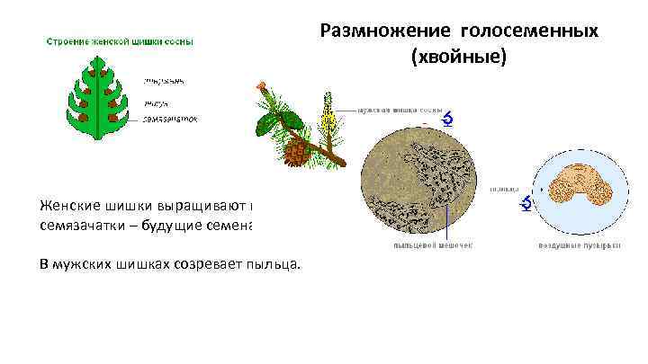 Размножение голосеменных (хвойные) Женские шишки выращивают в себе семязачатки – будущие семена. В мужских