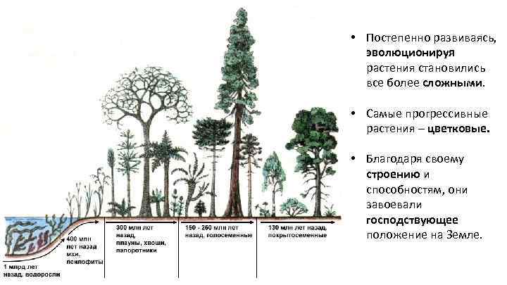  • Постепенно развиваясь, эволюционируя растения становились все более сложными. • Самые прогрессивные растения