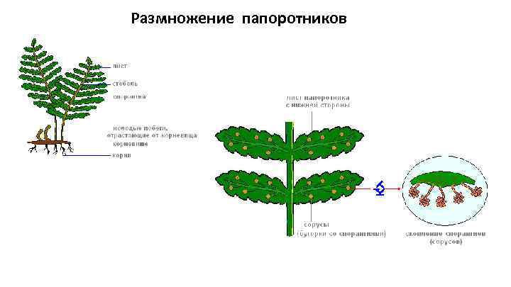 Как размножаются папоротники. Размножение папоротников сорусы. Бесполое размножение папоротников. Размножение папоротника корневищем. Бесполое размножение папоротникообразных.