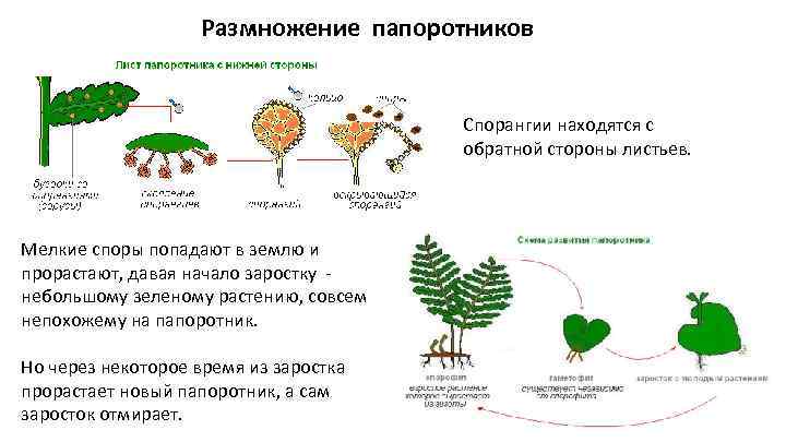 Размножение спорами наличие листьев и стебля