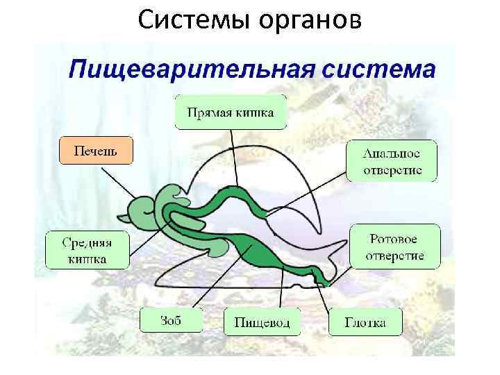 Системы органов 