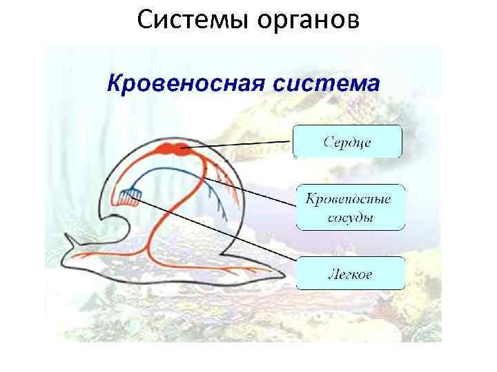 Системы органов 