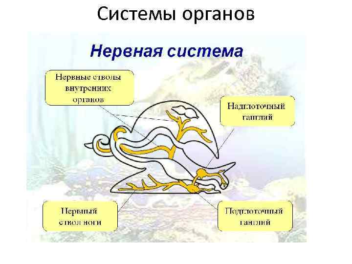 Системы органов 