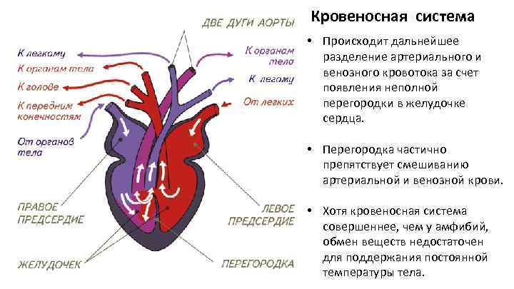 У ящерицы трехкамерное сердце. Сосуды кровеносной системы пресмыкающихся. Строение сердца рептилий. Кровеносная система система рептилий. Строение сердца пресмыкающихся.