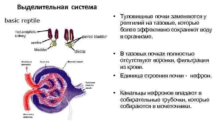 Выделительная система • Туловищные почки заменяются у рептилий на тазовые, которые более эффективно сохраняют