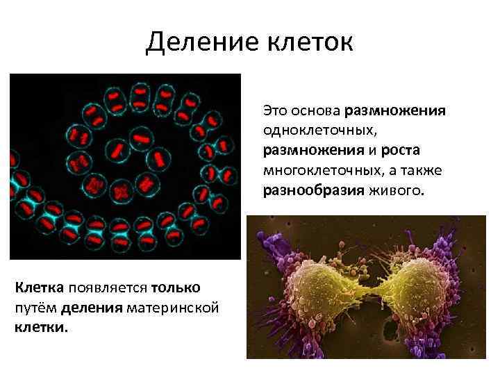 Деление клеток Это основа размножения одноклеточных, размножения и роста многоклеточных, а также разнообразия живого.