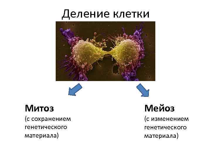 Деление клетки Митоз (с сохранением генетического материала) Мейоз (с изменением генетического материала) 