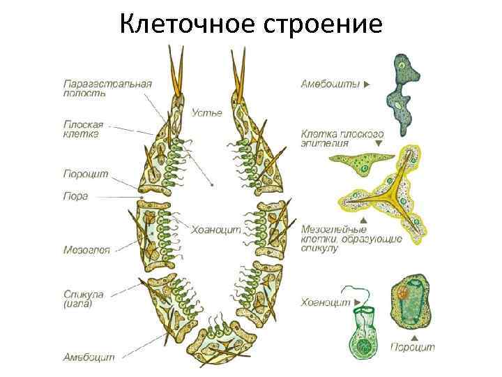 Клеточное строение 