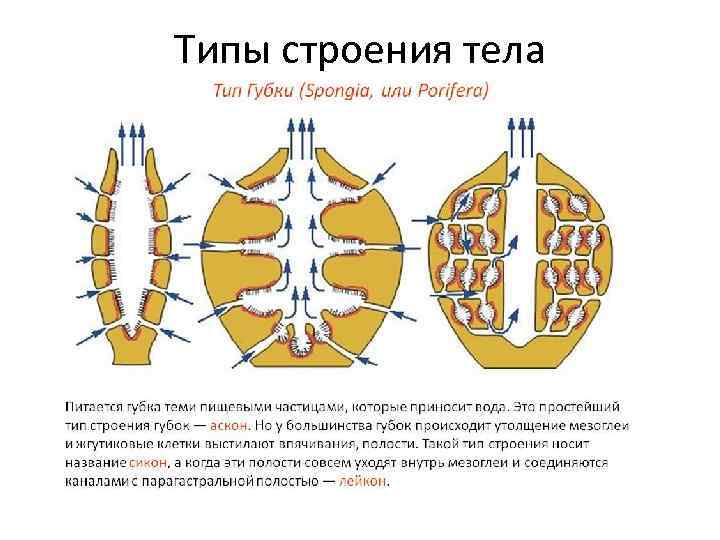 Типы строения тела 