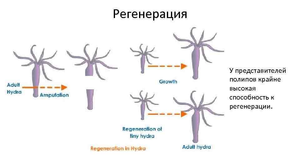 Регенерация У представителей полипов крайне высокая способность к регенерации. 