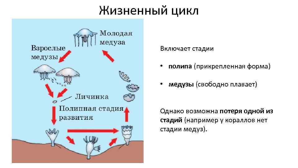 Жизненный цикл Включает стадии • полипа (прикрепленная форма) • медузы (свободно плавает) Однако возможна