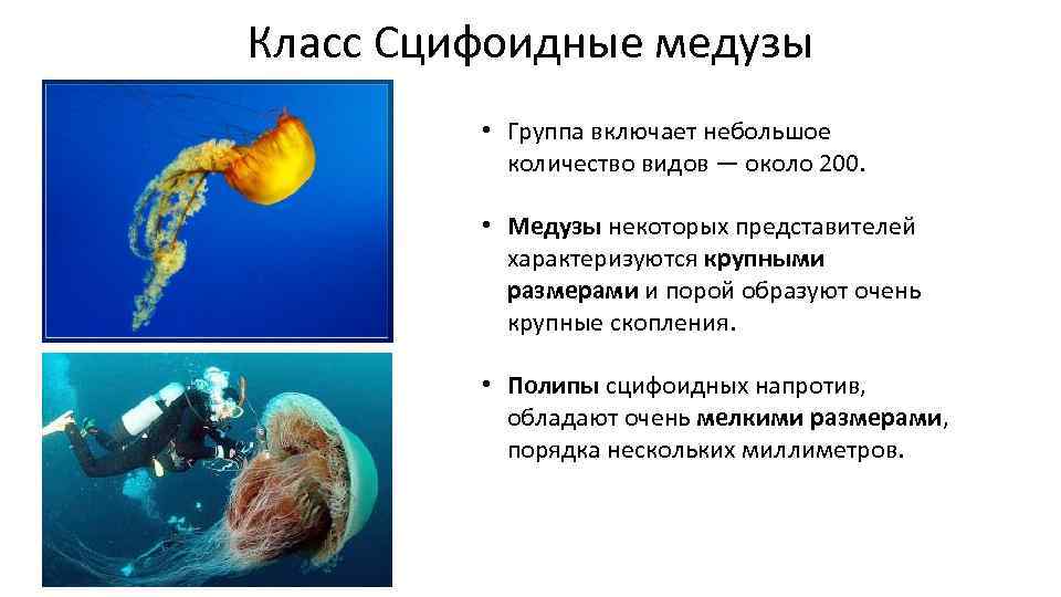 Класс Сцифоидные медузы • Группа включает небольшое количество видов — около 200. • Медузы