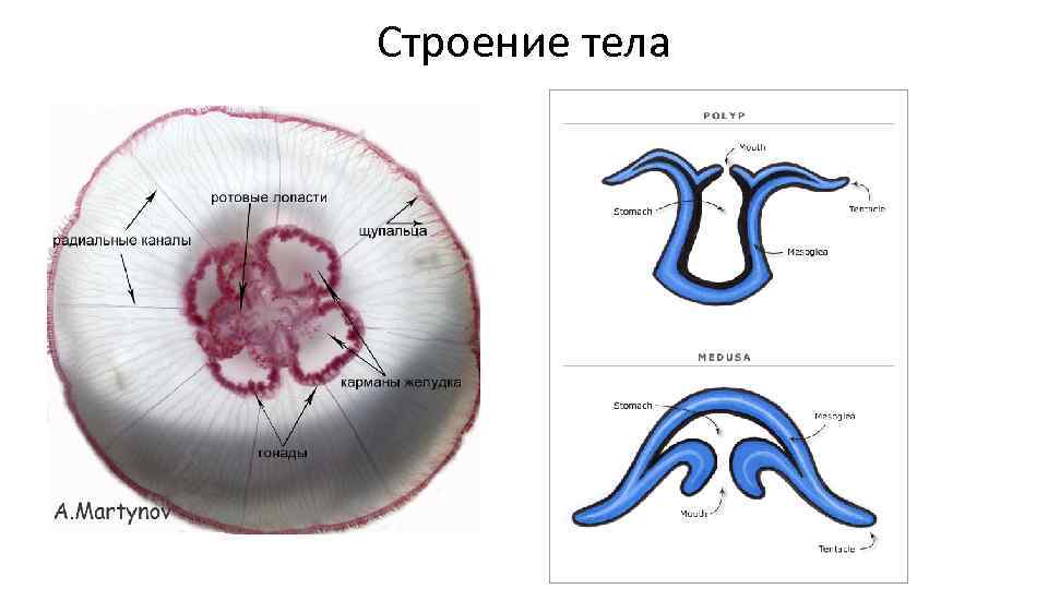 Строение тела 