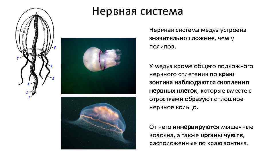 Нервная система медуз устроена значительно сложнее, чем у полипов. У медуз кроме общего подкожного