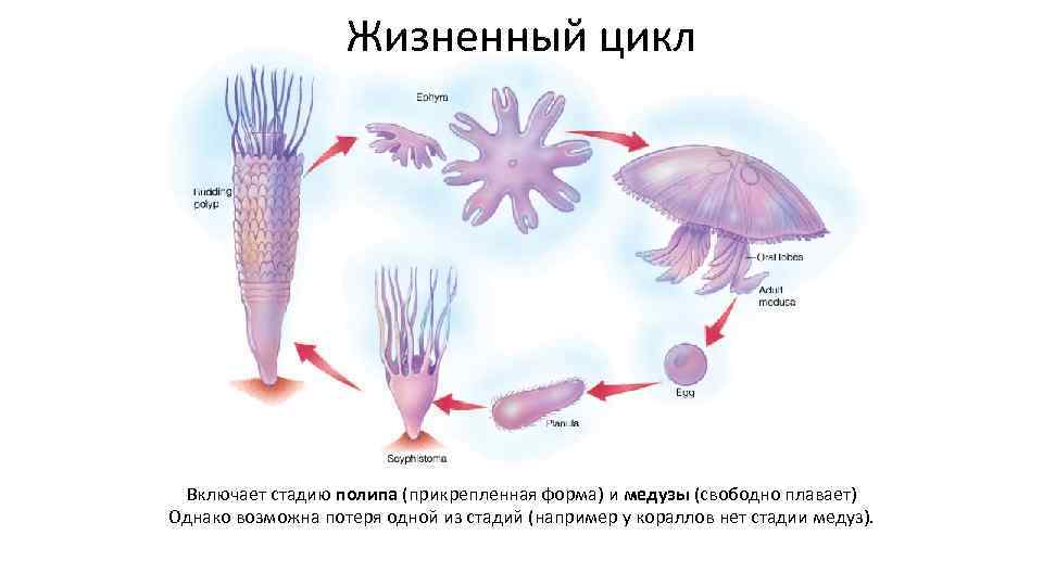 Жизненный цикл Включает стадию полипа (прикрепленная форма) и медузы (свободно плавает) Однако возможна потеря