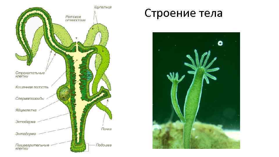 Какие признаки характерны для животного изображенного на рисунке гидра