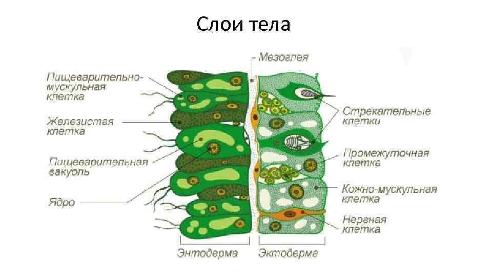 Слои тела 