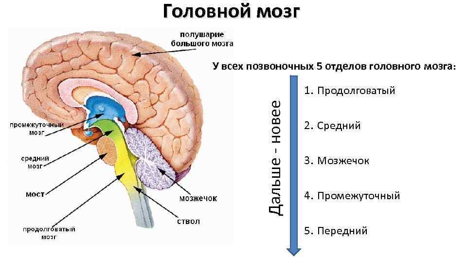 Головной мозг У всех позвоночных 5 отделов головного мозга: Дальше - новее 1. Продолговатый