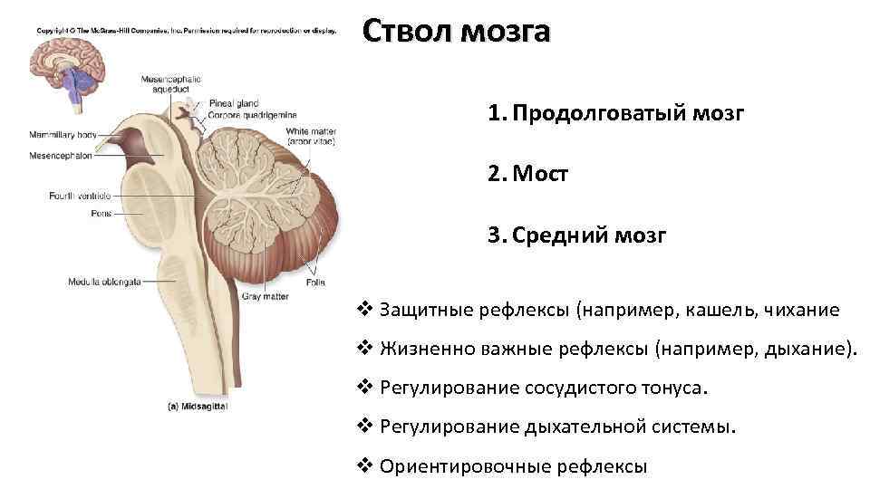 Ствол мозга образуют. Структуры, составляющие ствол мозга.. Анатомия ствола головного мозга. Отделы ствола мозга анатомия. Ствол мозга строение анатомия.