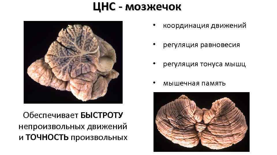 ЦНС - мозжечок • координация движений • регуляция равновесия • регуляция тонуса мышц •