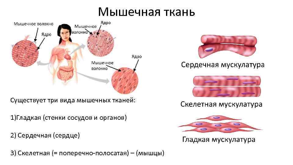 Мышечная ткань Существует три вида мышечных тканей: 1)Гладкая (стенки сосудов и органов) 2) Сердечная