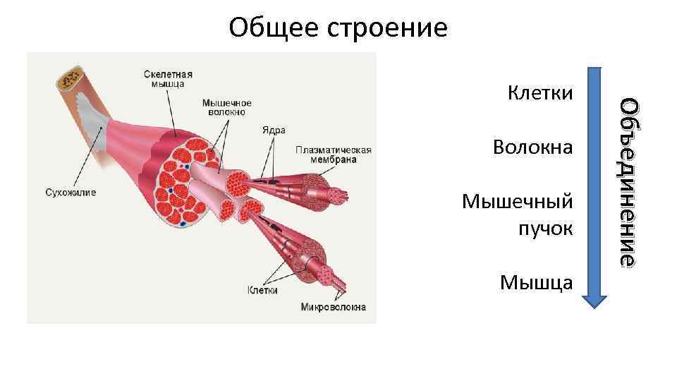 На рисунке изображены пучок мышечных волокон скелетной мышцы