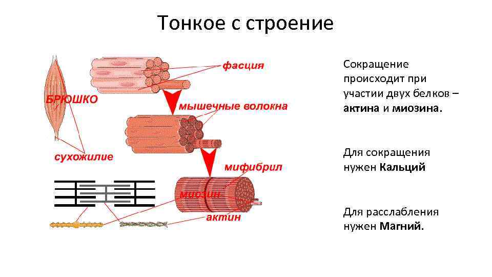 Состав какого органа входят мышечные клетки изображенные на рисунке