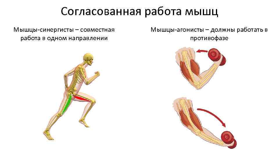 Основные работы мышц
