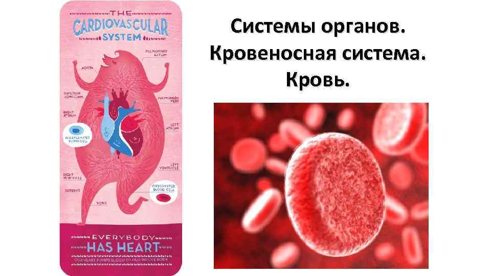 Системы органов. Кровеносная система. Кровь. 