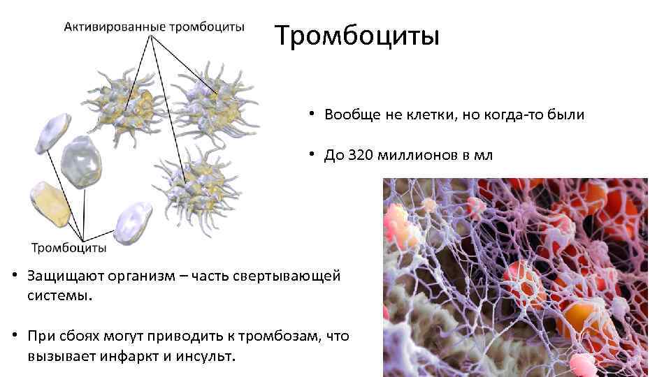 Тромбоциты • Вообще не клетки, но когда-то были • До 320 миллионов в мл