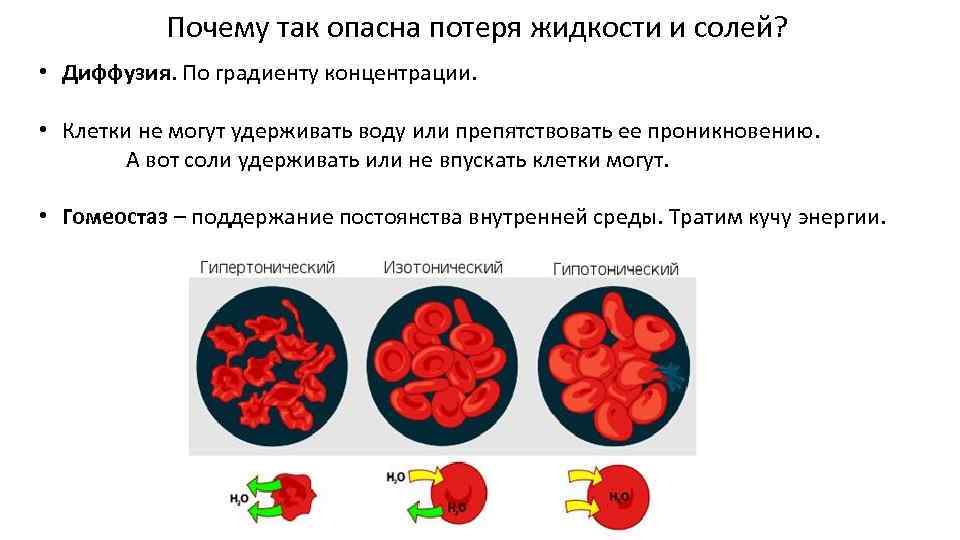 Диффузия по градиенту концентрации. Почему для организма опасна большая потеря жидкости и солей кратко. Диффузия крови. Диффузия в крови человека.