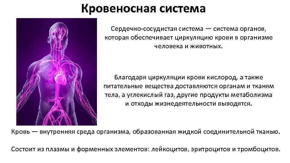 Кровеносная система Сердечно-сосудистая система — система органов, которая обеспечивает циркуляцию крови в организме человека