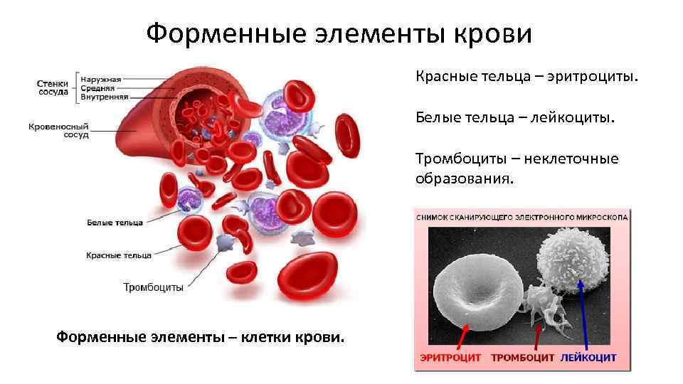 Защитные элементы крови. Форменные элементы крови эритроциты лейкоциты. Лейкоциты эритроциты тромбоциты в крови рисунок. 1. Белые клетки крови – лейкоциты. Тромбоциты.. Форменные элементы крови эритроциты лейкоциты тромбоциты.