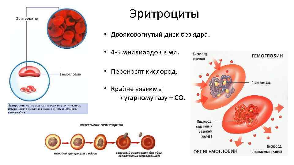 Эритроциты переносят кислород. У эритроцитов человека есть ядро. Строение ядра эритроцитов. Многоядерные эритроцитов. Эритроциты без ядер.