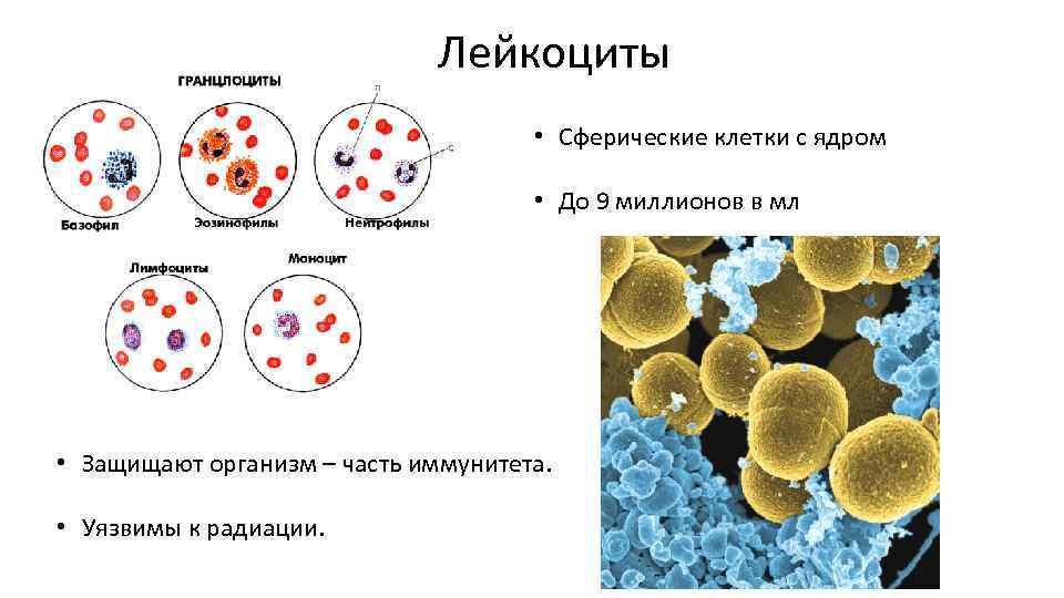 Лейкоциты • Сферические клетки с ядром • До 9 миллионов в мл • Защищают